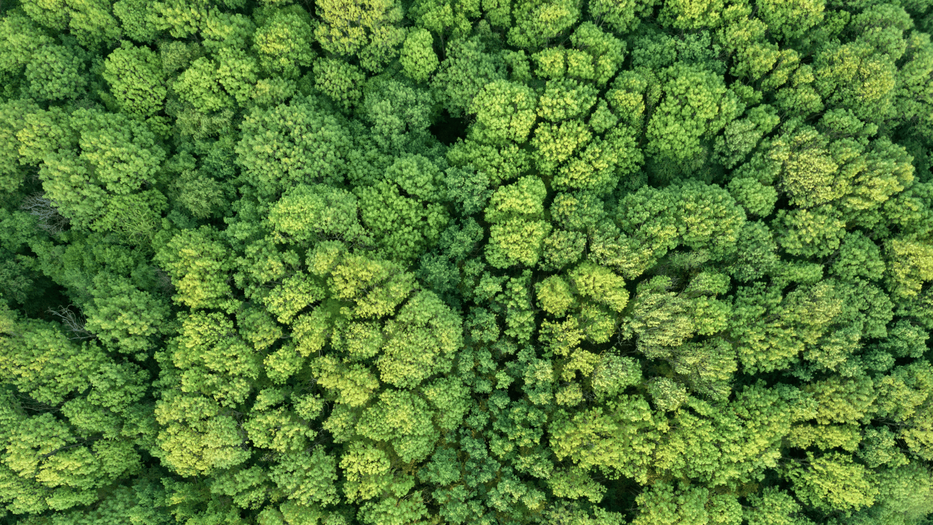 Les tendances écologiques qui impactent les métiers du paysage en 2025
